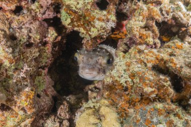 Kızıl Denizde yüzen balıklar, renkli balıklar, Eilat İsrail