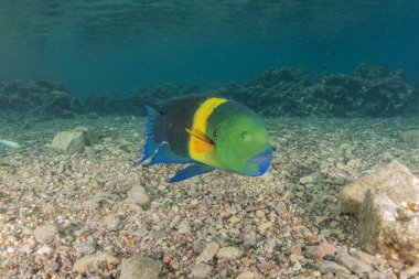 Kızıl Denizde yüzen balıklar, renkli balıklar, Eilat İsrail