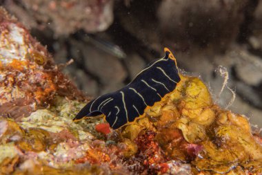 Kızıl Deniz 'deki deniz sümüklüböceği Renkli ve güzel, Eilat Israel