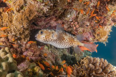 Kızıl Denizde yüzen balıklar, renkli balıklar, Eilat İsrail