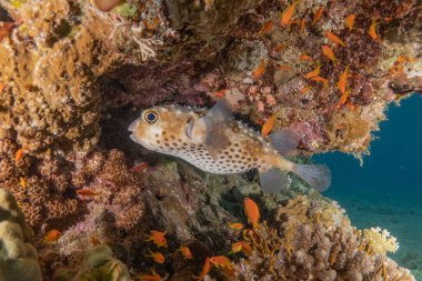 Kızıl Denizde yüzen balıklar, renkli balıklar, Eilat İsrail