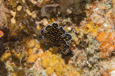 Kızıl Deniz 'deki deniz sümüklüböceği Renkli ve güzel, Eilat Israel