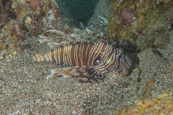 Lionfish Red Sea Colorful Fish Eilat Israel — Stock Photo, Image