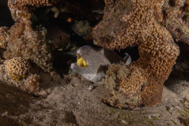 Moray eel Mooray lycodontis Kızıldenizde dalgalanma, Eilat Israel