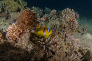 Kızıl Deniz 'deki palyaço balığı Renkli ve güzel, Eilat Israel