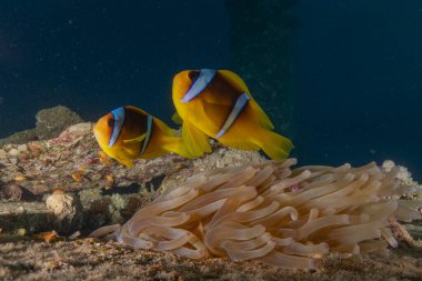 Kızıl Deniz 'deki palyaço balığı Renkli ve güzel, Eilat Israel