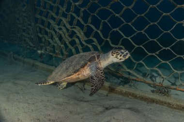 Kızıl Deniz 'de Şahin gagalı deniz kaplumbağası
