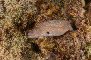 Moray eel Mooray lycodontis Kızıldenizde dalgalanma, Eilat Israel