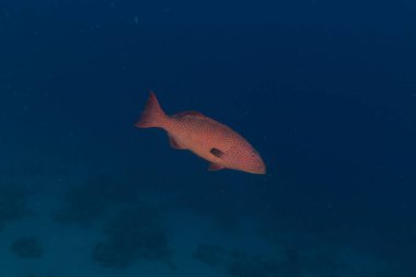 Kızıl Denizde yüzen balıklar, renkli balıklar, Eilat İsrail