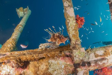 Kızıl Deniz 'deki aslan balığı renkli balık, Eilat Israel