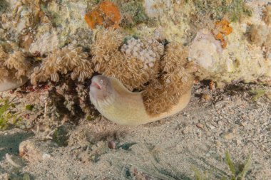 Moray eel Mooray lycodontis Kızıldenizde dalgalanma, Eilat Israel