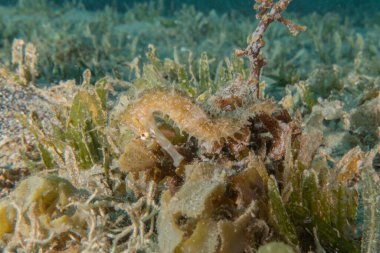 Kızıl Deniz 'deki Hipokampus Deniz Atı Renkli ve güzel, Eilat Israel