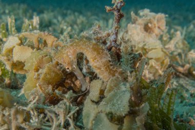 Kızıl Deniz 'deki Hipokampus Deniz Atı Renkli ve güzel, Eilat Israel