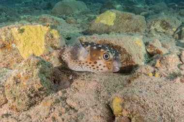 Kızıl Denizde yüzen balıklar, renkli balıklar, Eilat İsrail