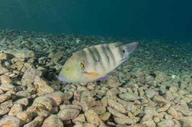 Kızıl Denizde yüzen balıklar, renkli balıklar, Eilat İsrail