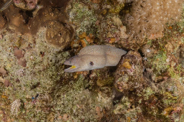 Moray Eel Mooray Lycodontis Undulatus Morzu Czerwonym Eilat Izrael — Zdjęcie stockowe