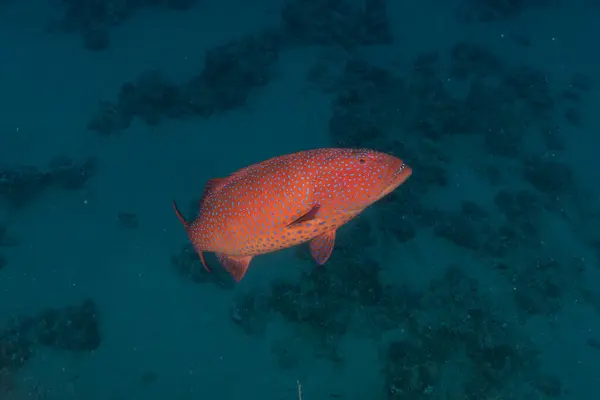Peces Nadando Mar Rojo Peces Coloridos Eilat Israel —  Fotos de Stock