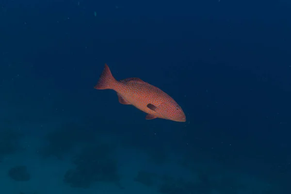 Pesce Che Nuota Nel Mar Rosso Pesci Colorati Eilat Israele — Foto Stock