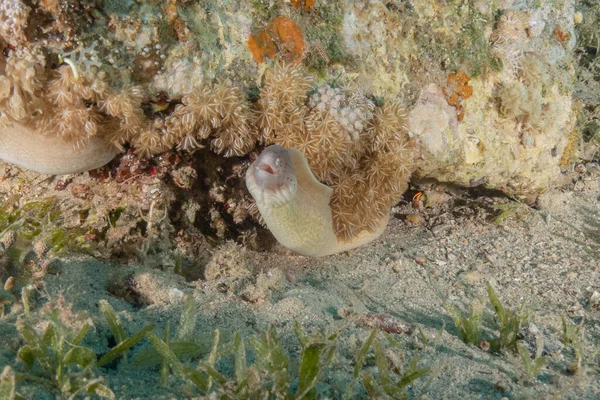 Moray Eel Mooray Lycodontis Undulatus Красном Море Эйлат Израиль — стоковое фото