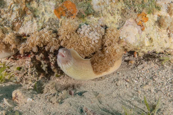 Muränen Mooray Lycodontis Undulatus Roten Meer Eilat Israel — Stockfoto