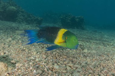 Kızıl Denizde yüzen balıklar, renkli balıklar, Eilat İsrail