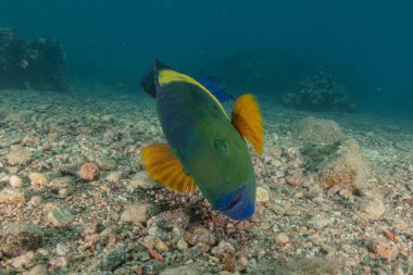 Kızıl Denizde yüzen balıklar, renkli balıklar, Eilat İsrail