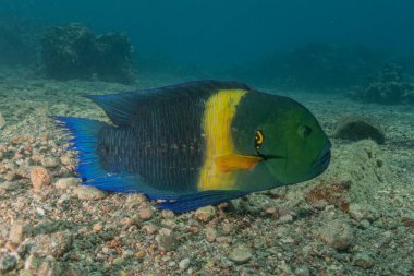 Kızıl Denizde yüzen balıklar, renkli balıklar, Eilat İsrail