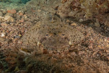 Kızıl Denizde yüzen balıklar, renkli balıklar, Eilat İsrail