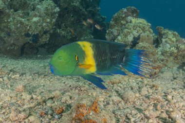 Kızıl Denizde yüzen balıklar, renkli balıklar, Eilat İsrail