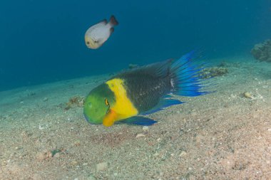 Kızıl Denizde yüzen balıklar, renkli balıklar, Eilat İsrail