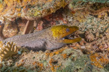 Moray eel Mooray lycodontis Kızıldenizde dalgalanma, Eilat Israel