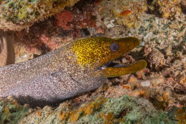 Moray eel Mooray lycodontis Kızıldenizde dalgalanma, Eilat Israel