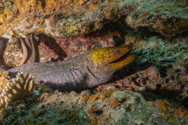 Moray eel Mooray lycodontis Kızıldenizde dalgalanma, Eilat Israel