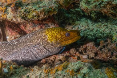 Moray eel Mooray lycodontis Kızıldenizde dalgalanma, Eilat Israel