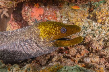 Moray eel Mooray lycodontis Kızıldenizde dalgalanma, Eilat Israel