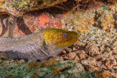 Moray eel Mooray lycodontis Kızıldenizde dalgalanma, Eilat Israel