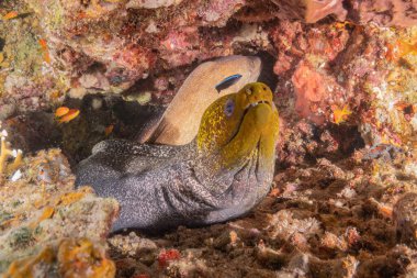 Moray eel Mooray lycodontis Kızıldenizde dalgalanma, Eilat Israel