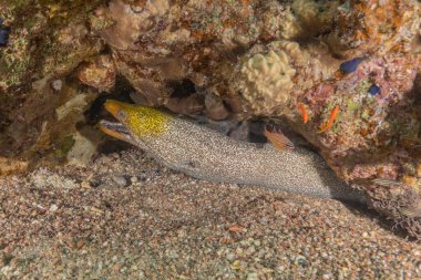 Moray eel Mooray lycodontis Kızıldenizde dalgalanma, Eilat Israel