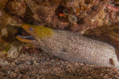 Moray eel Mooray lycodontis Kızıldenizde dalgalanma, Eilat Israel