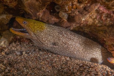 Moray eel Mooray lycodontis Kızıldenizde dalgalanma, Eilat Israel