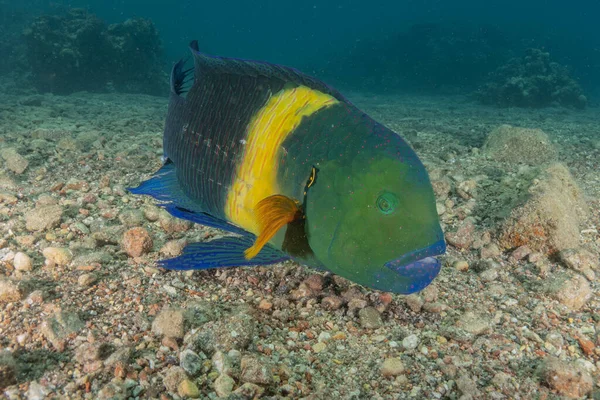 stock image Fish swimming in the Red Sea, colorful fish, Eilat Israel