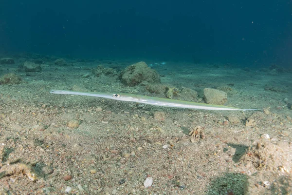 stock image Squid in the Red Sea Colorful and beautiful, Eilat Israel