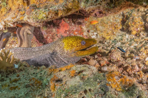 stock image Moray eel Mooray lycodontis undulatus in the Red Sea, Eilat Israel