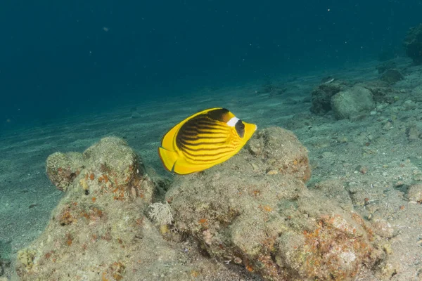 Kızıl Denizde yüzen balıklar, renkli balıklar, Eilat İsrail