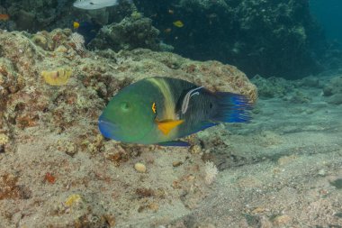 Kızıl Denizde yüzen balıklar, renkli balıklar, Eilat İsrail