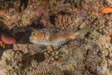 Kızıl Denizde yüzen balıklar, renkli balıklar, Eilat İsrail