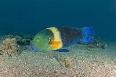 Kızıl Denizde yüzen balıklar, renkli balıklar, Eilat İsrail