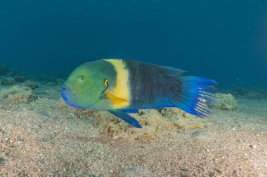 Kızıl Denizde yüzen balıklar, renkli balıklar, Eilat İsrail