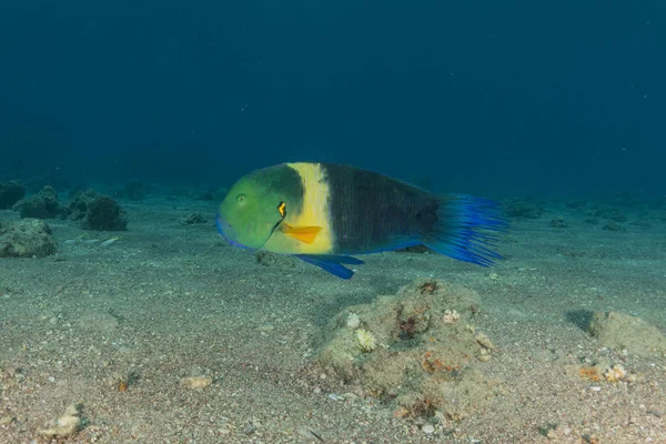 Kızıl Denizde yüzen balıklar, renkli balıklar, Eilat İsrail