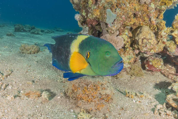 Fish Swimming Red Sea Colorful Fish Eilat Israel — Stock Photo, Image